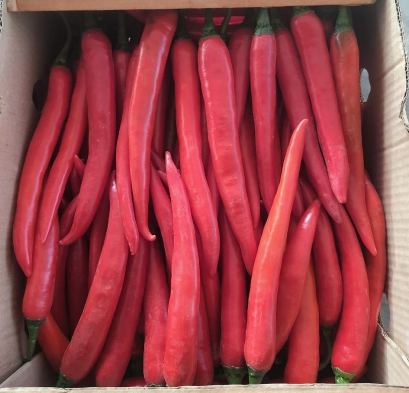 Red Chili Pepper from Egypt